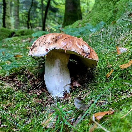 De La Foret Сasa de vacaciones Le Soulié